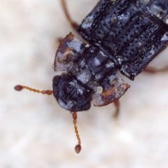 Micropeplus staphylinoides