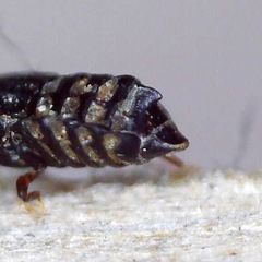 Micropeplus staphylinoides