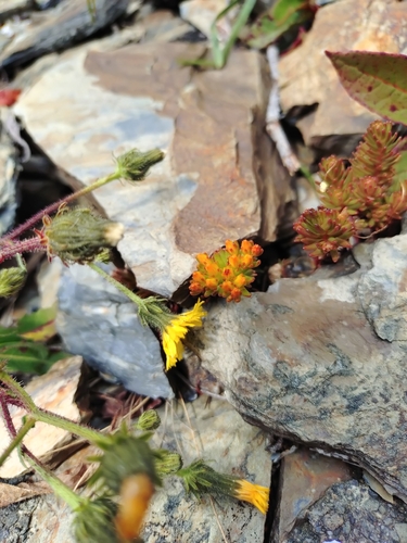 Sedum morrisonense, photograph 2