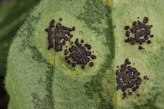Puccinia arenariae