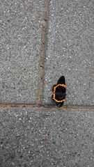 Milionia zonea pryeri