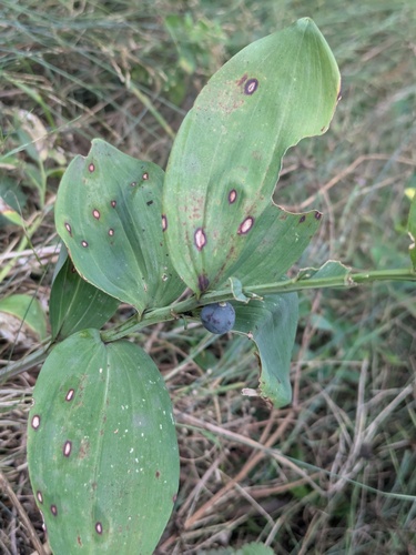 Polygonatum latifolium, photograph 2