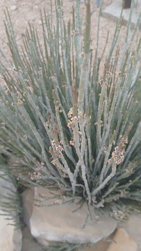 candelilla