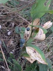 Polygonatum latifolium, photograph author not stated, no rights reserved