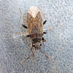 Peritrechus geniculatus