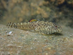 Sucker-Belly Loach photo 4