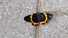 Milionia zonea pryeri