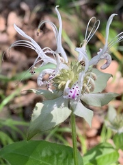 Monarda russeliana