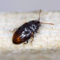Atomaria peltata