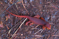 Taricha sierrae