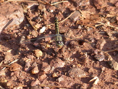 Brachythemis leucosticta
