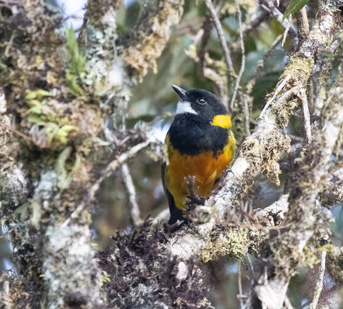 Regent Whistler (Pachycephala schlegelii), photo 10