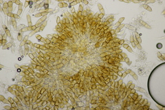 Puccinia arenariae