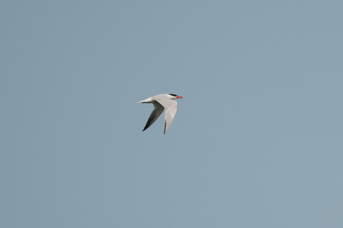 iNaturalist image