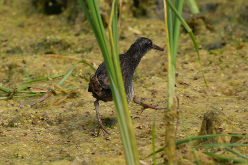 Virginia Rail