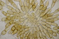 Puccinia arenariae