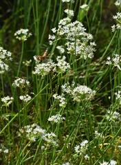 Allium fraseri