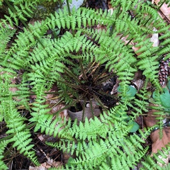 Cystopteris bulbifera