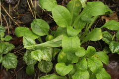 Puccinia arenariae