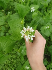 Alliaria petiolata