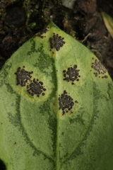 Puccinia arenariae