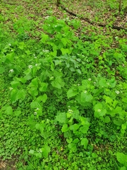 Alliaria petiolata