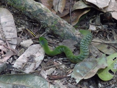 Erythrolamprus typhlus