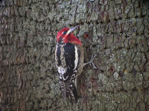 Red-breasted Sapsucker