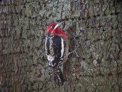 Red-Breasted Sapsucker photo 5