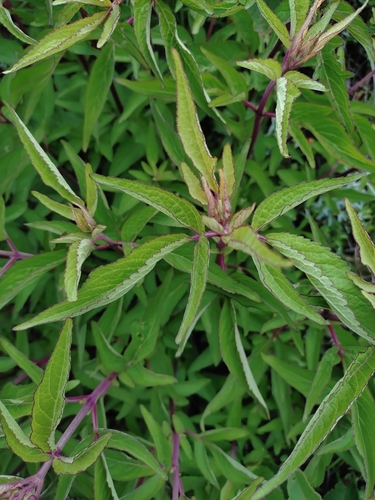 Eupatorium formosanum, photograph 5