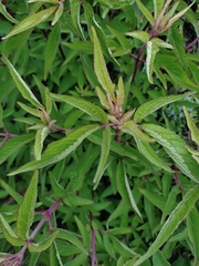 (c) Rick Chou, some rights reserved (CC BY) Eupatorium formosanum, photograph (c) Rick Chou, some rights reserved (CC BY)
