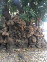 Phytolacca dioica