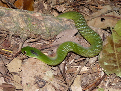 Erythrolamprus typhlus