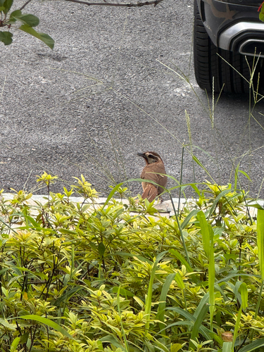 White-browed Laughingthrush
