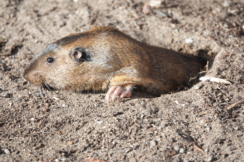 Botta's Pocket Gopher
