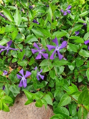 Vinca major