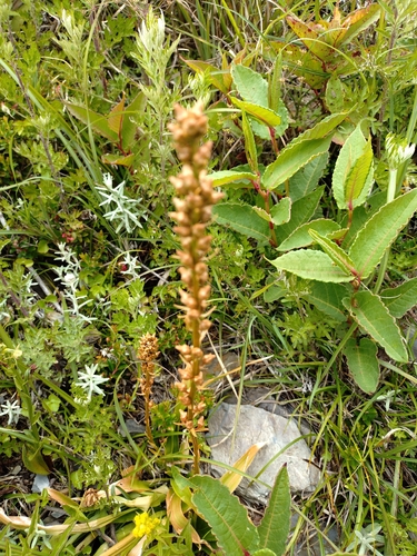 Aletris glabra