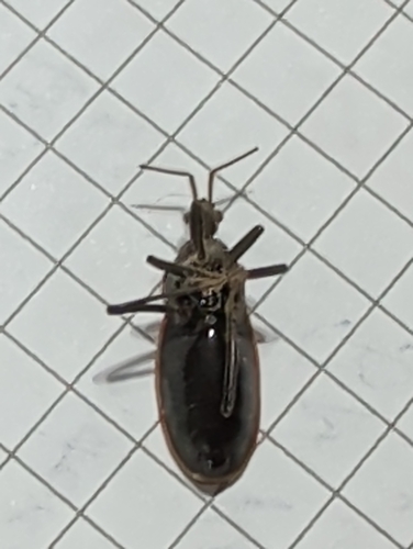 Rhiginia cinctiventris