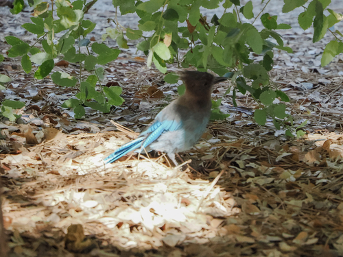 iNaturalist observation photo of Steller's Jay