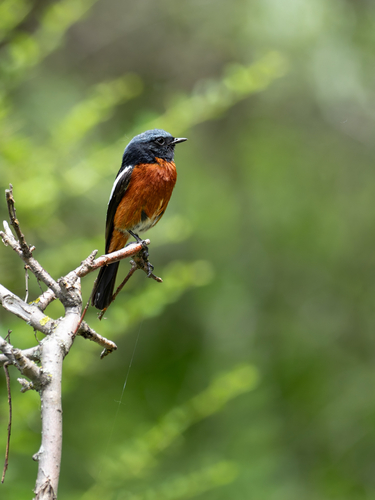 White-throated Redstart