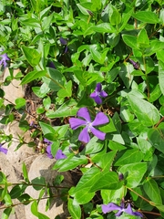 Vinca major