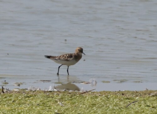 iNaturalist image