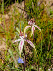 Caladenia tentaculata × venusta