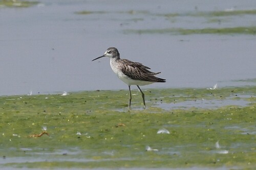 iNaturalist image