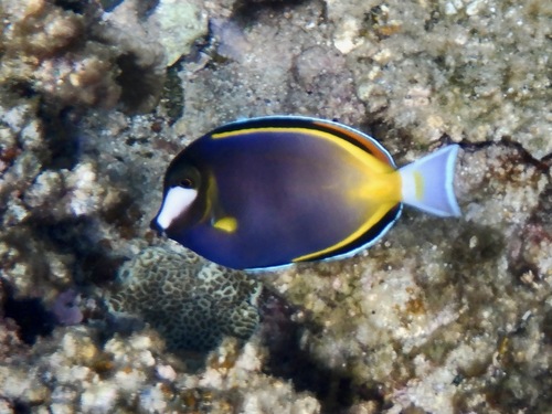 Acanthurus japonicus observed 2026-07-25