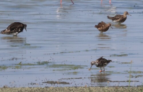 iNaturalist image
