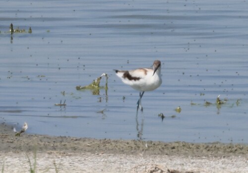 iNaturalist image