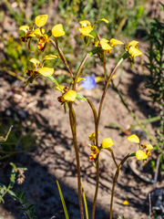 Diuris leopardina