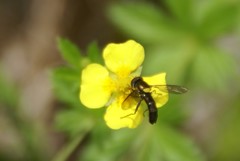 Sphaerophoria nigra
