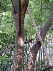 Quercus myrsinifolia